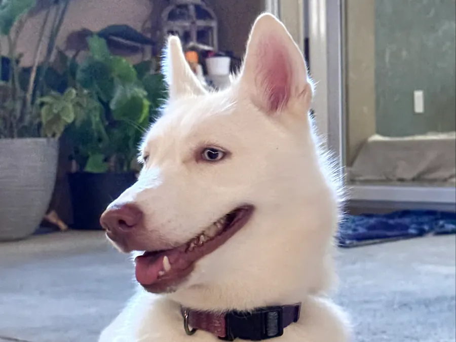 Luna the Husky lying on the floor with a wide, happy grin, her light blue eyes looking off to the side.