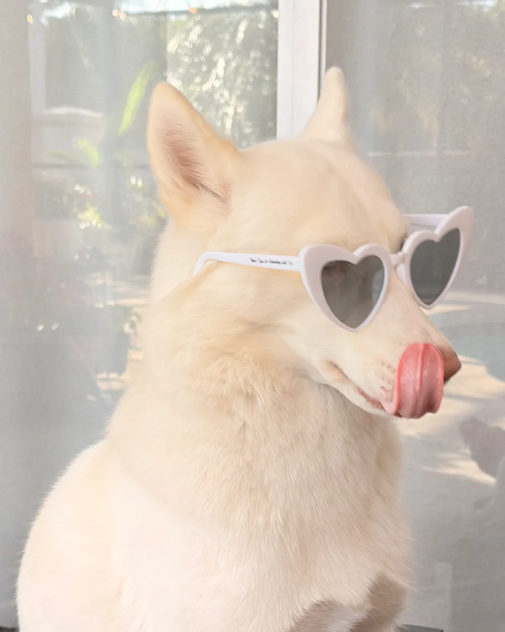 Luna the Husky wearing white heart-shaped sunglasses and licking her nose, sitting by a sunny glass door.