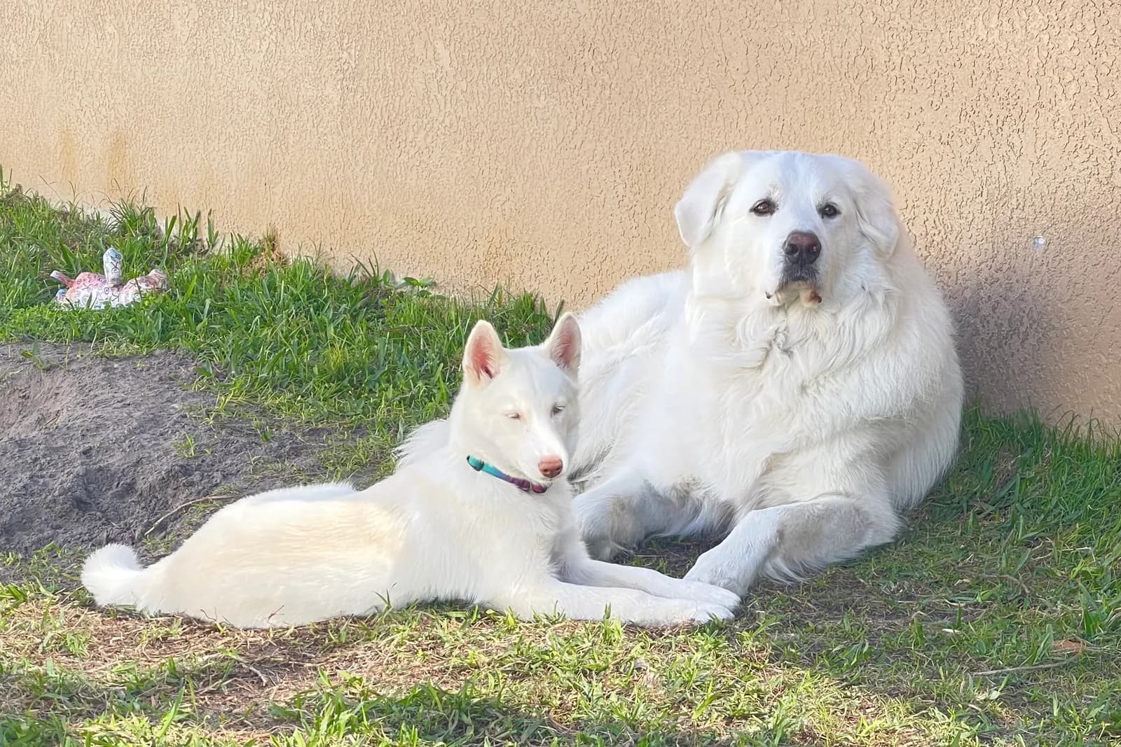 Luna, a white Husky, lies in the grass in front of Panda, a much bigger white Great Pyrenees, beside a sunny wall.