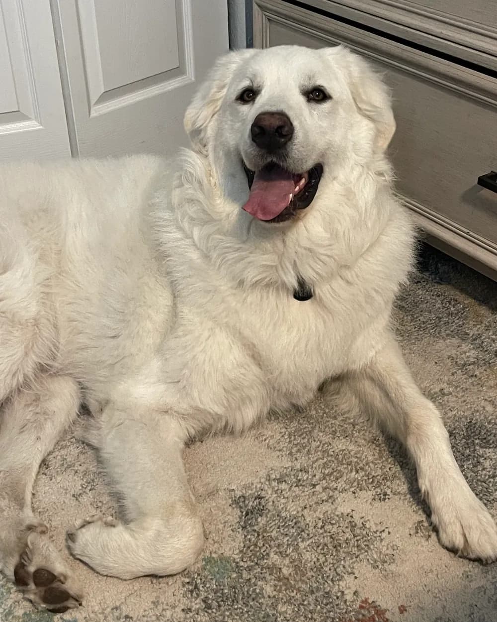 Panda the Great Pyrenees lying on a rug, mouth open in a relaxed smile, his dark brown eyes on the camera.