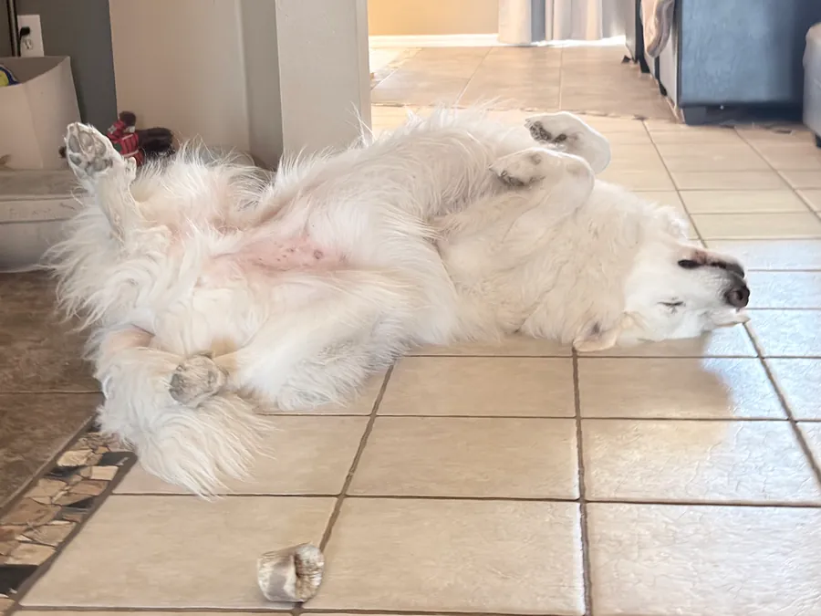 Panda asleep on his back on a tile floor, paws in the air, stretched out long.
